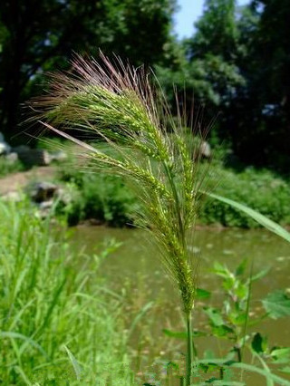 长芒稗