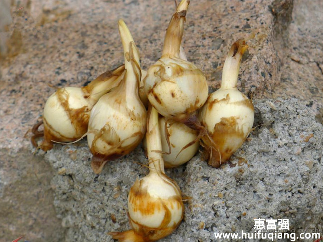 野慈姑
